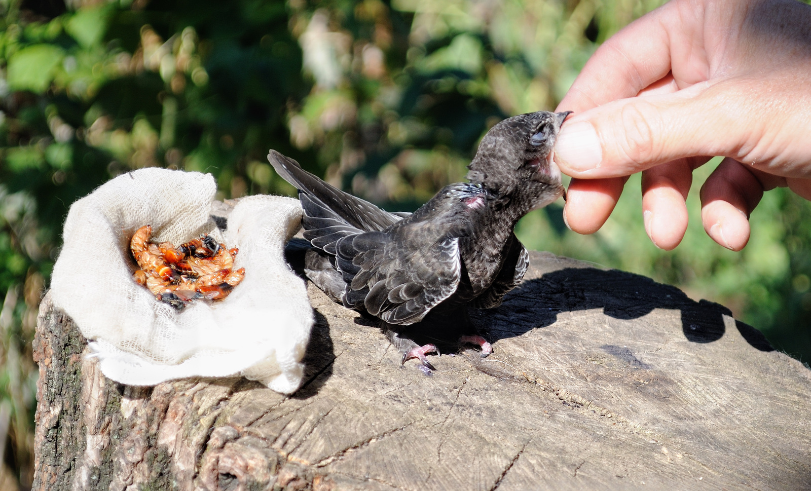 Feeding  lunge  haircut . - My, Black Swift, Apus apus, Birds, The photo, Longpost