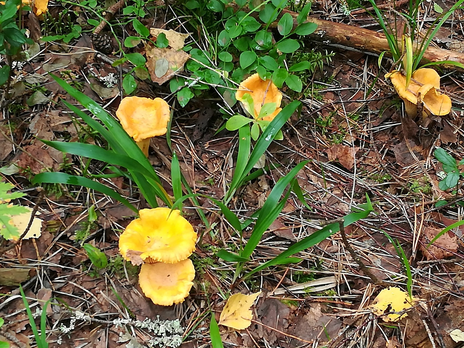 Silent hunt - Mushrooms, Forest, Silent hunt, Longpost