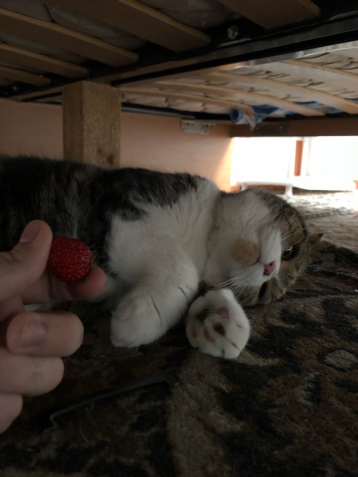 A mini-story about a cat who was offered a strawberry. - My, cat, Strawberry, Longpost, Kittens, Kitty, Strawberry (plant)