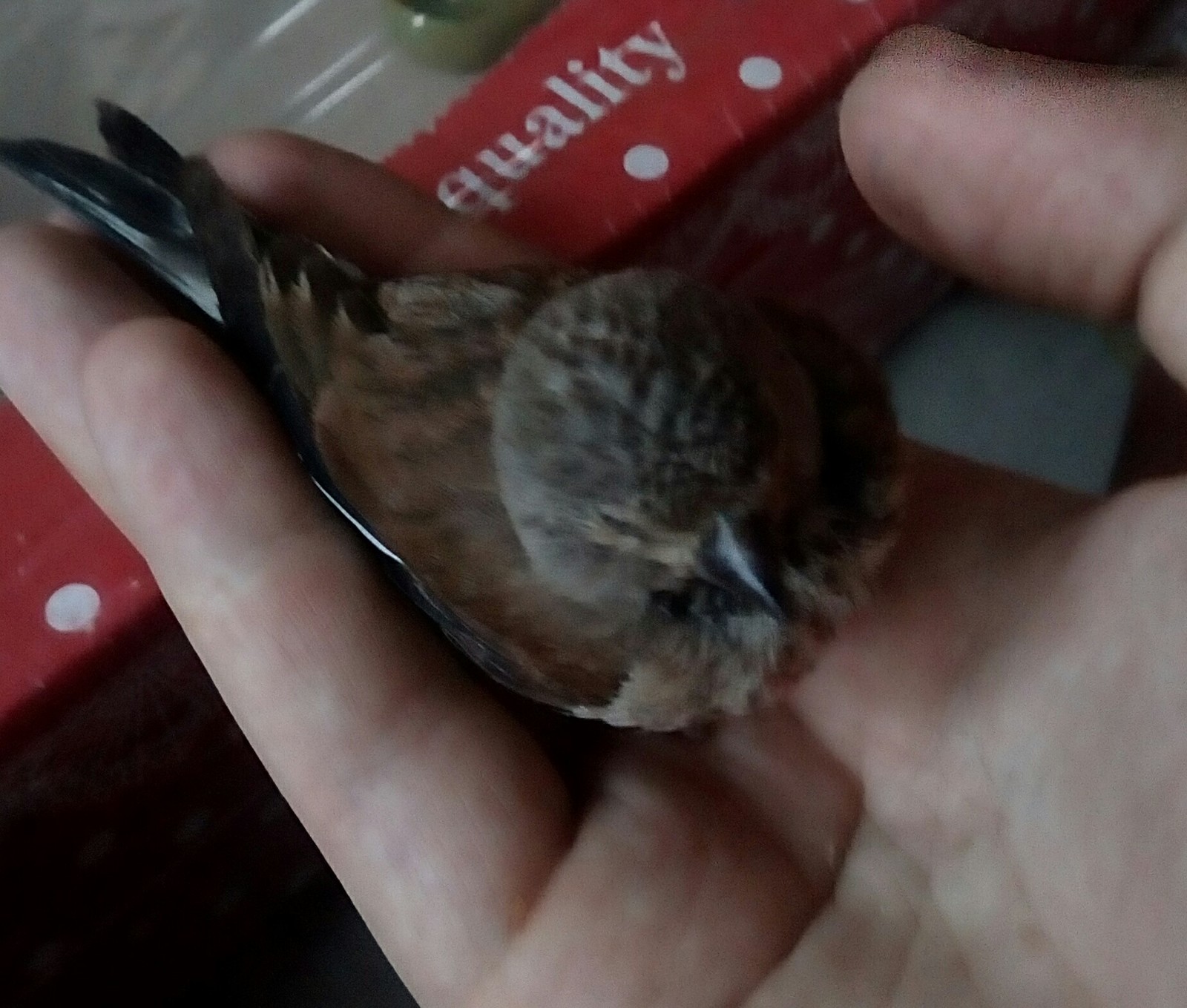 Found a chick, possibly injured - My, Chick, Cell, Need advice, No rating