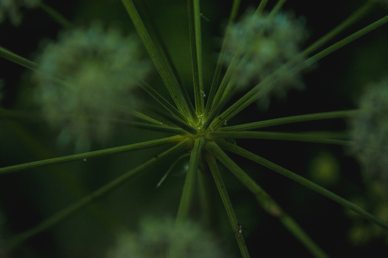 forest details - My, The photo, Nature, Plants, Longpost