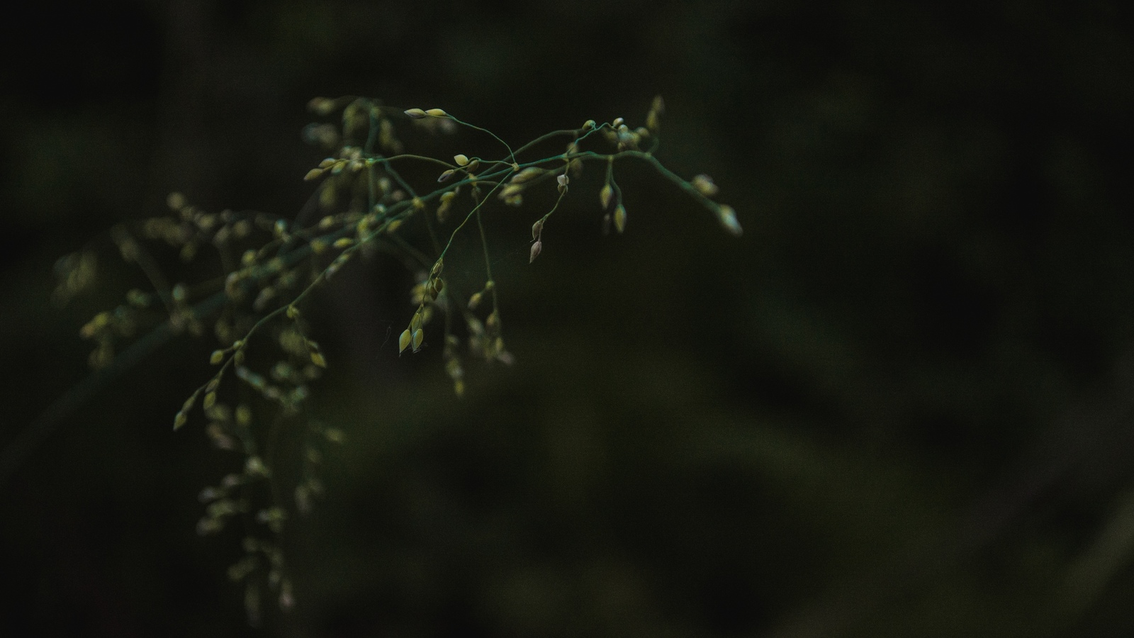 forest details - My, The photo, Nature, Plants, Longpost