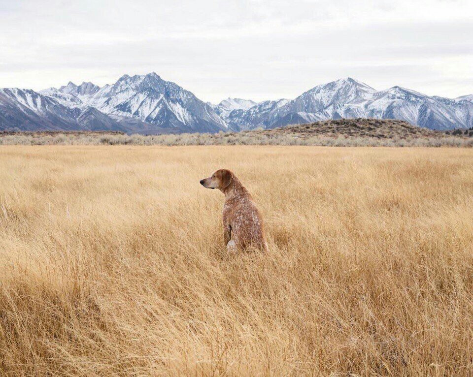 The happy life of Maddie traveling with her master. - Dog, Travels, Happiness, Longpost