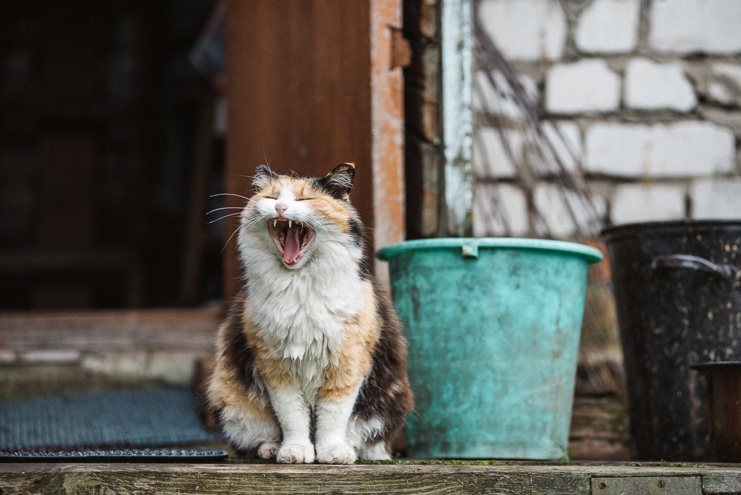 Деревенская кошка - Моё, Котомафия, Трехцветная кошка, Фотография, Питомец, Деревня, Длиннопост, Кот, Домашние животные, Животные