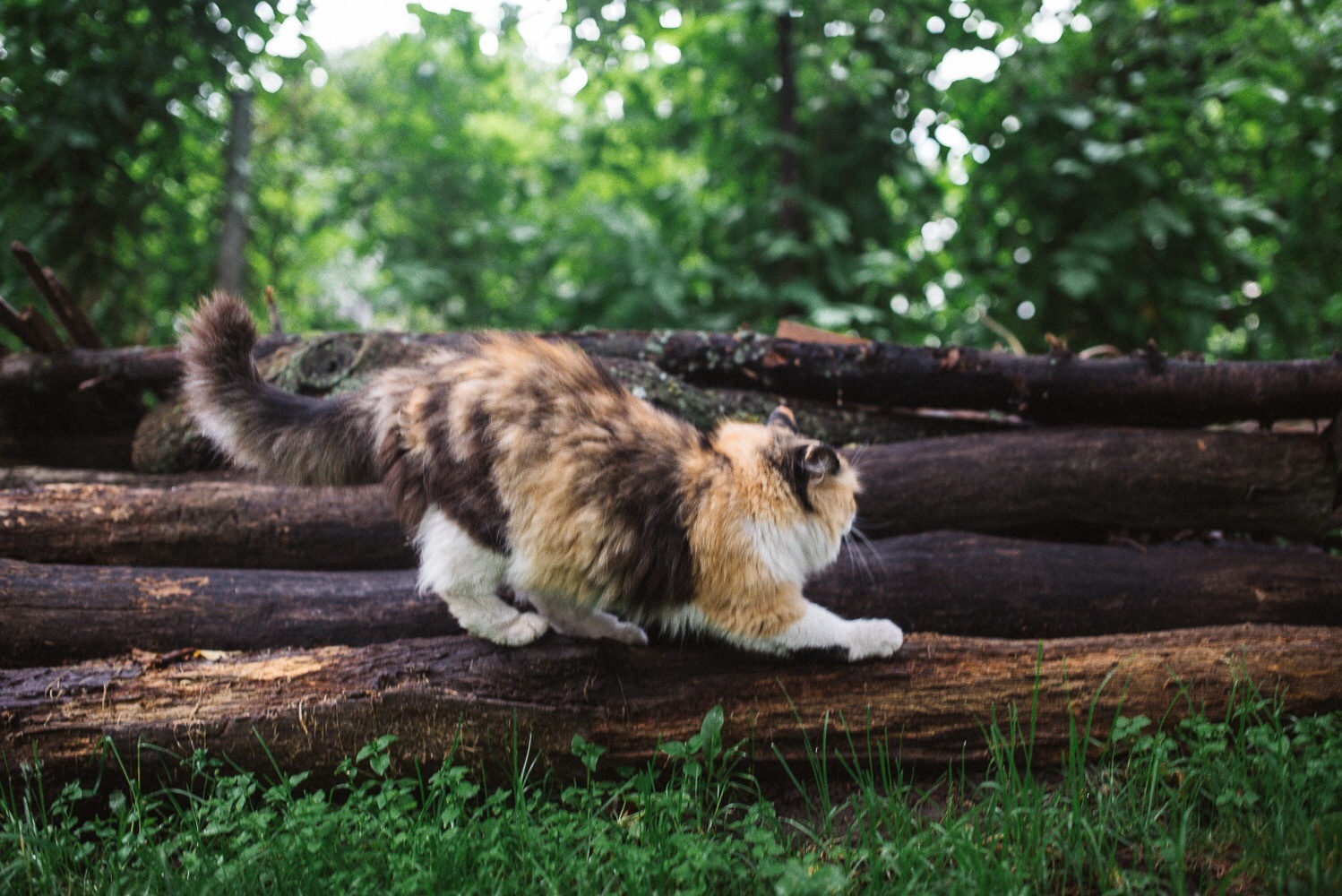 Деревенская кошка - Моё, Котомафия, Трехцветная кошка, Фотография, Питомец, Деревня, Длиннопост, Кот, Домашние животные, Животные