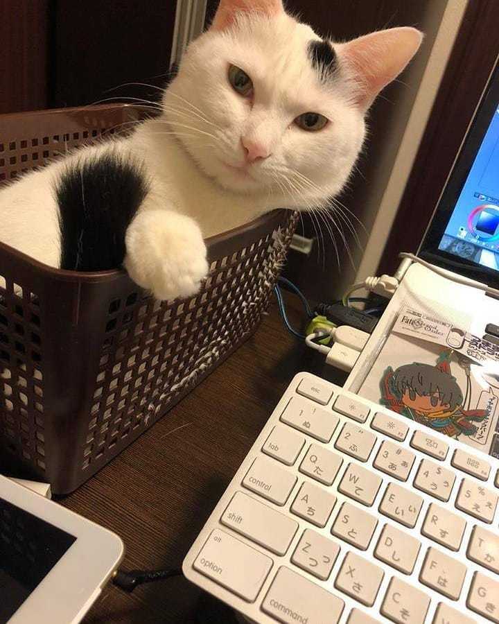 Put the basket next to the keyboard, it will solve everything)) - cat, Milota, Humor, Animals, Catomafia