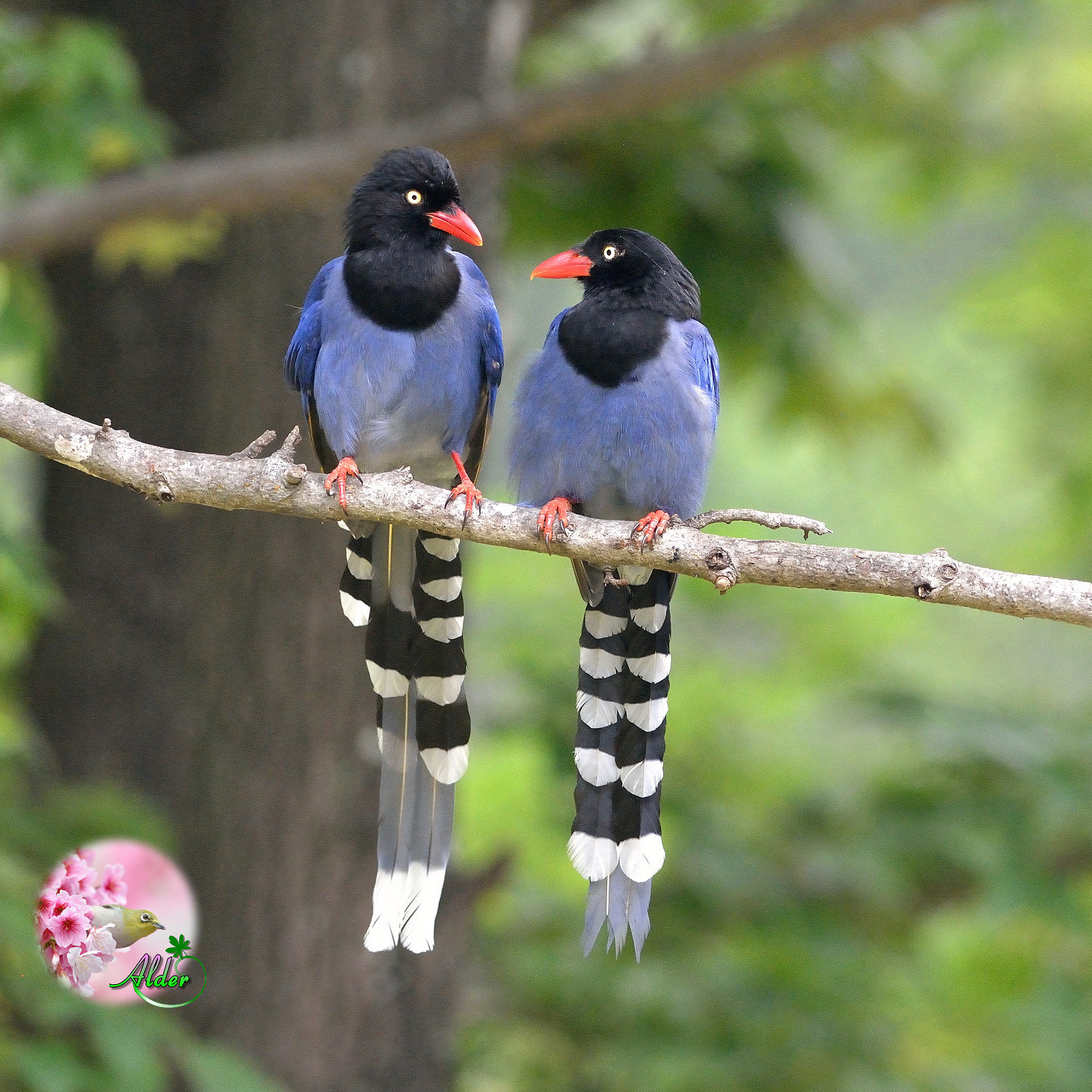 Mmm, my berry! - From the network, Birds, wildlife, Longpost