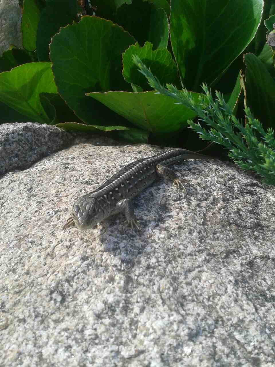 Curious newt - Animals, Lizard, Triton, Road, Longpost