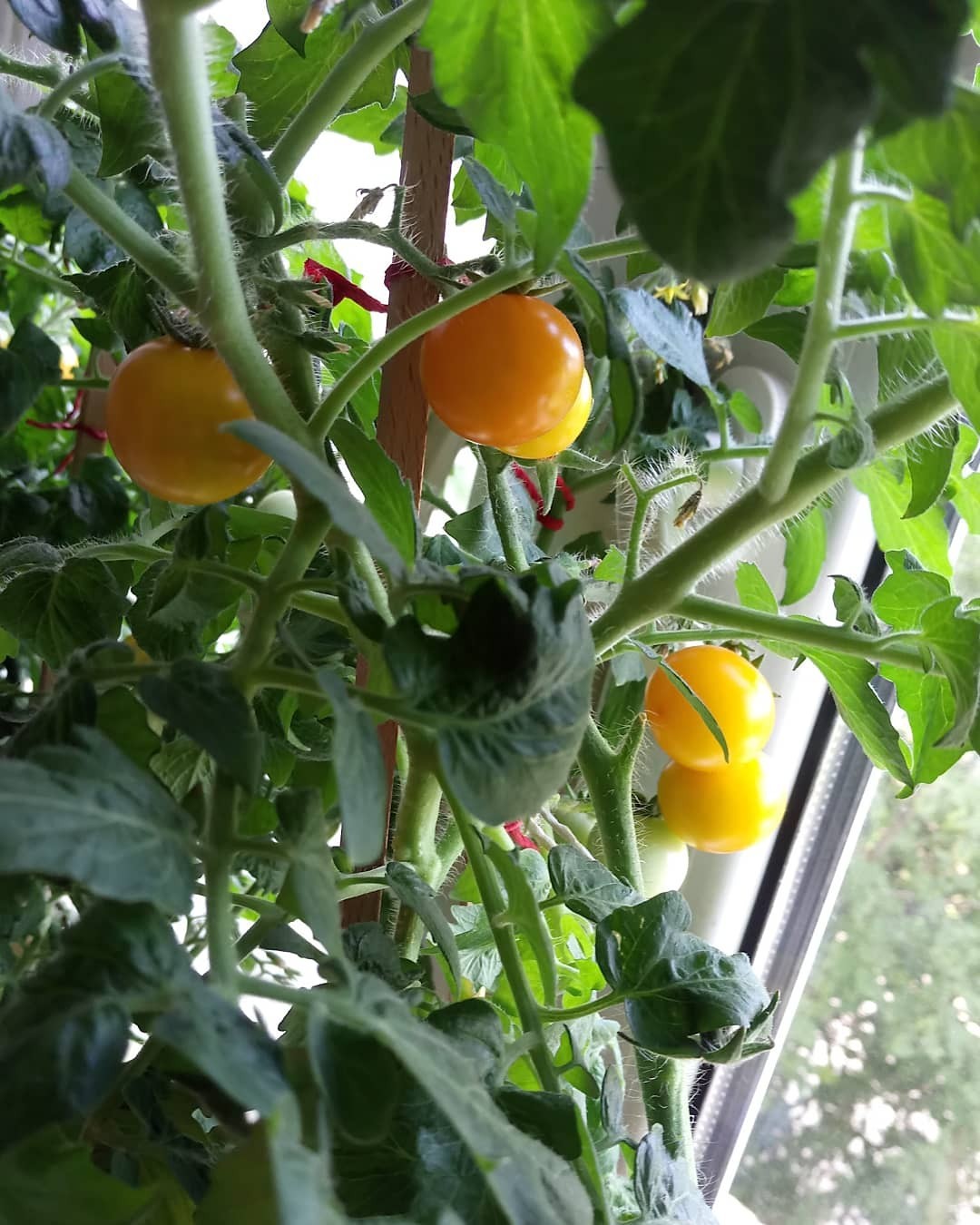 Cherrygrowing Chronicles - My, Vegetable garden on the windowsill, Plants, Tomatoes, Vegetation, Gardening, Longpost