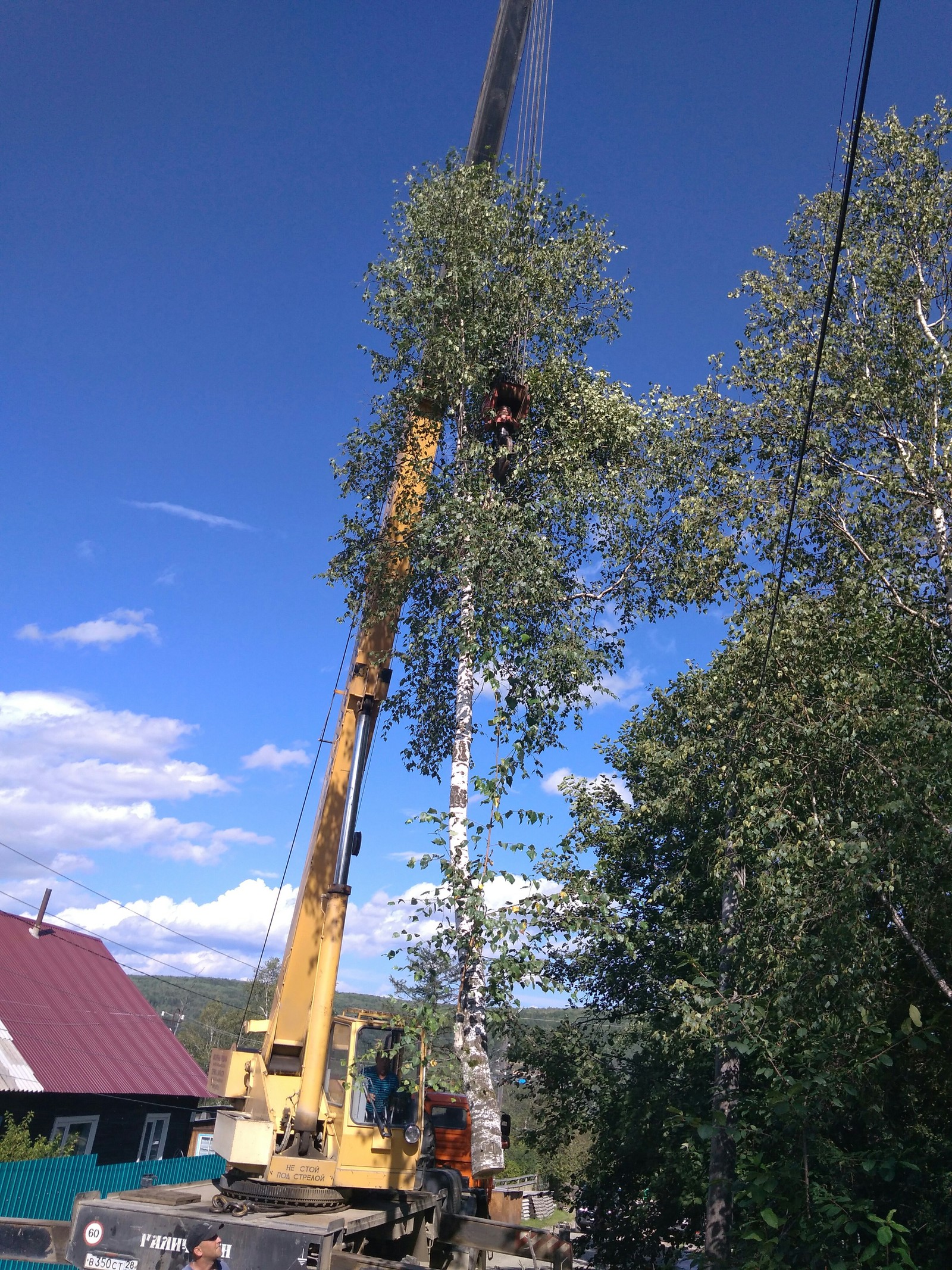 Line clearing - My, Work, Tree, Longpost