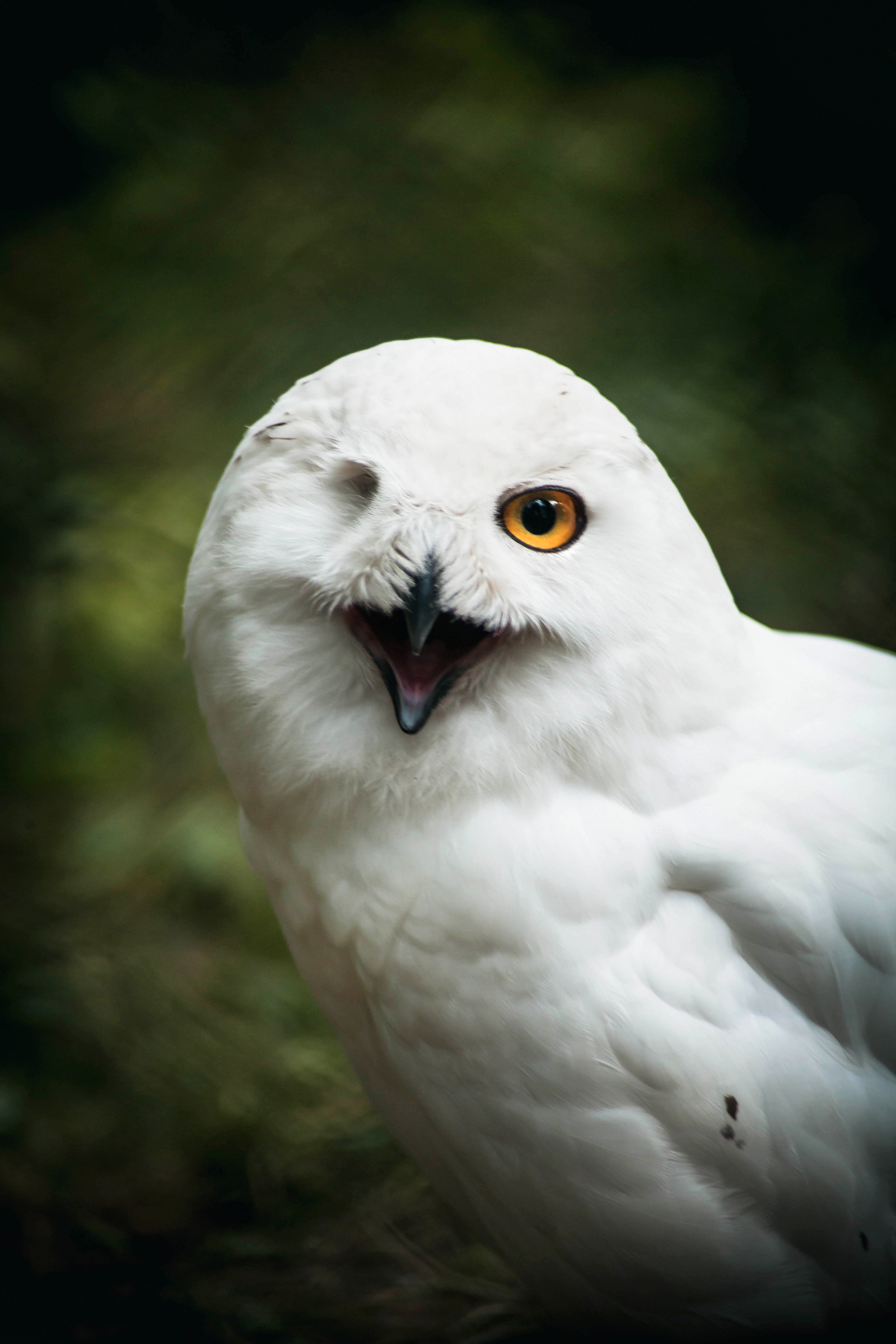 one-eyed owl - My, Owl, The photo, Longpost