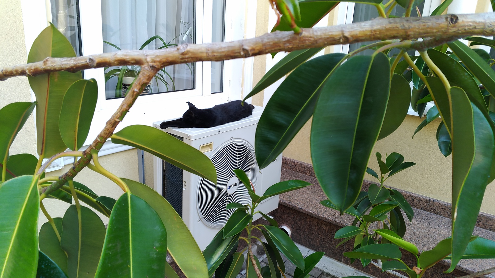 Two rumbling friends - My, Dream, Healthy sleep, Catomafia, cat, Black cat, Air conditioner, The photo, Longpost