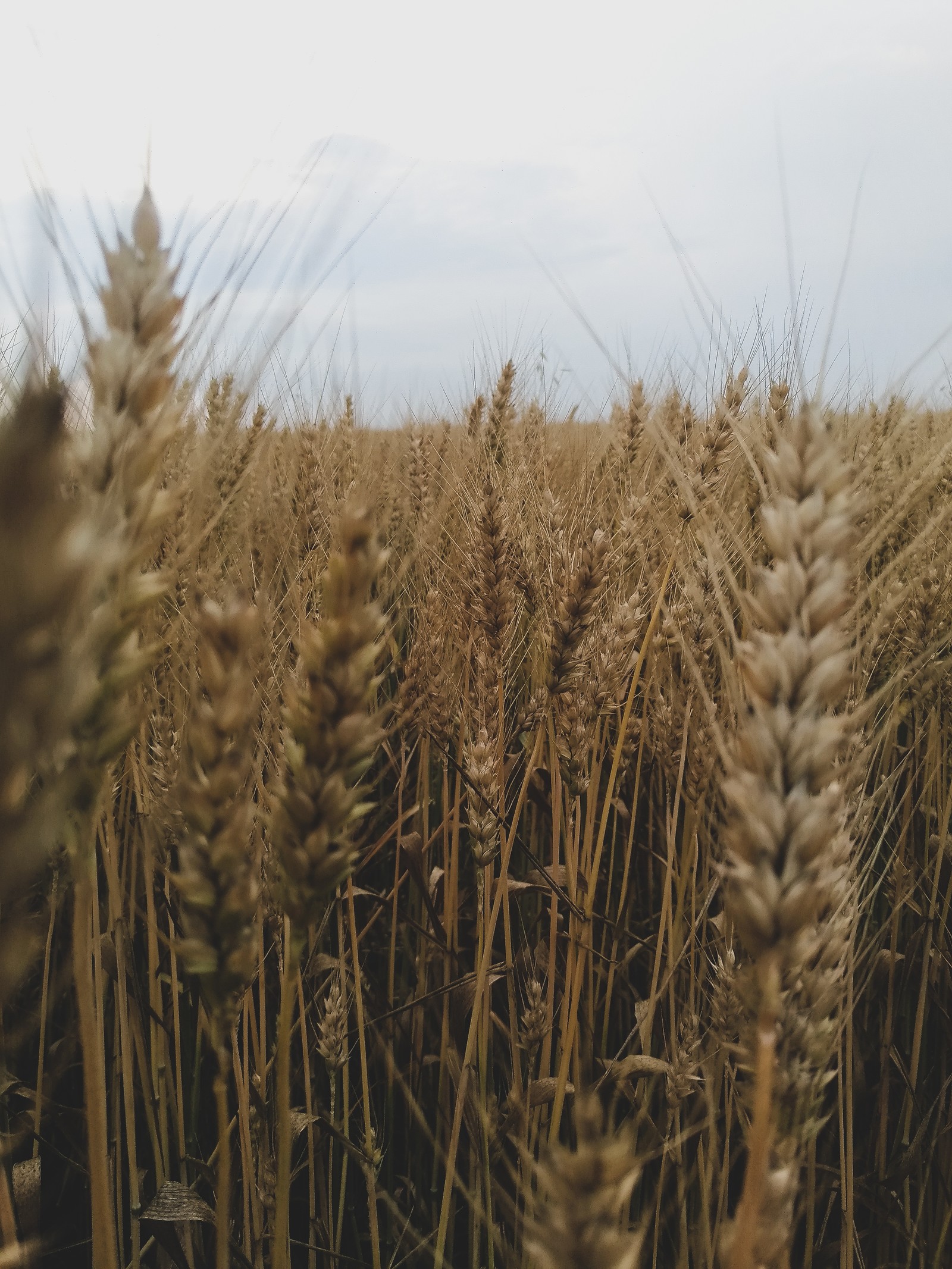 Harvest harvest - Russia, Summer, Wheat, Spikelet, Field, My