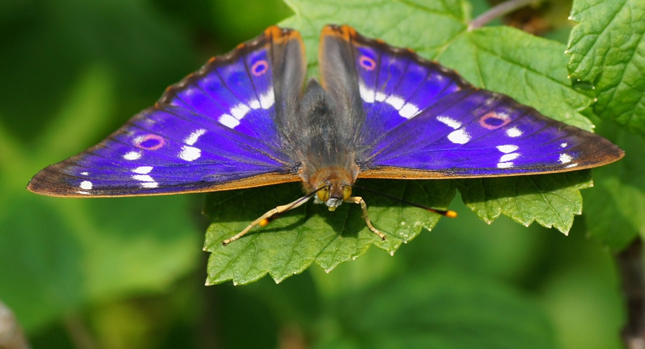 From the life of insects - 6 - My, Insects, Butterfly