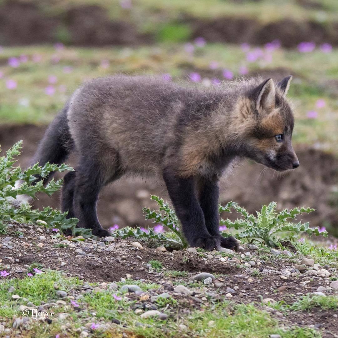 The cutest fox in gloves ^.^ - Fox, Gloves, Milota, Animals, The photo