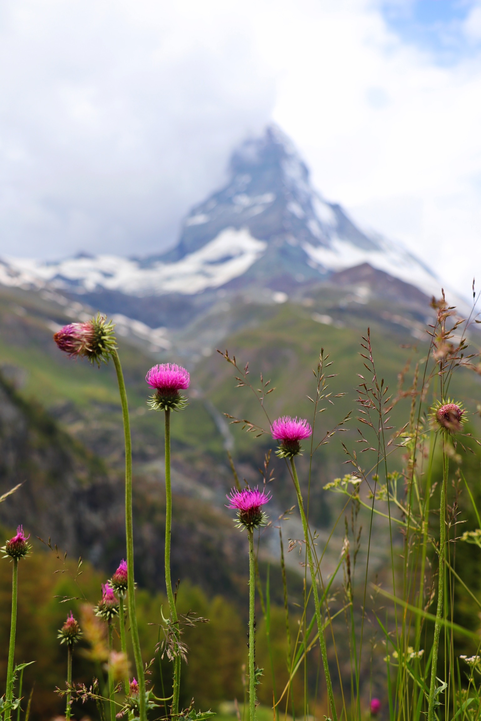 Meanwhile in the Alps. Matterhorn. - My, Flowers, The mountains, Alps, Matterhorn