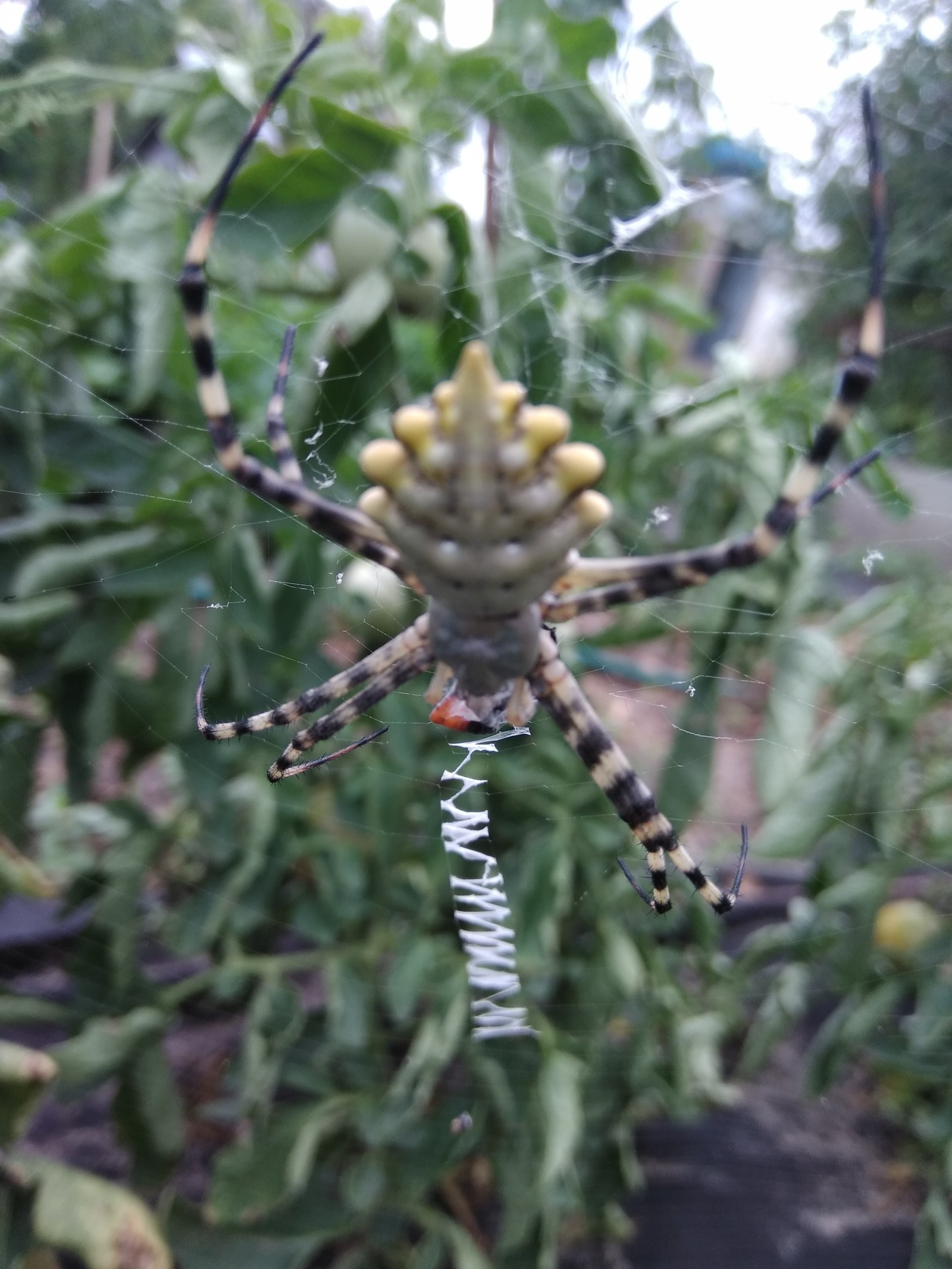 Spider - My, Spider, Arachnids, Fear, Arachnophobia, Longpost, Volgograd