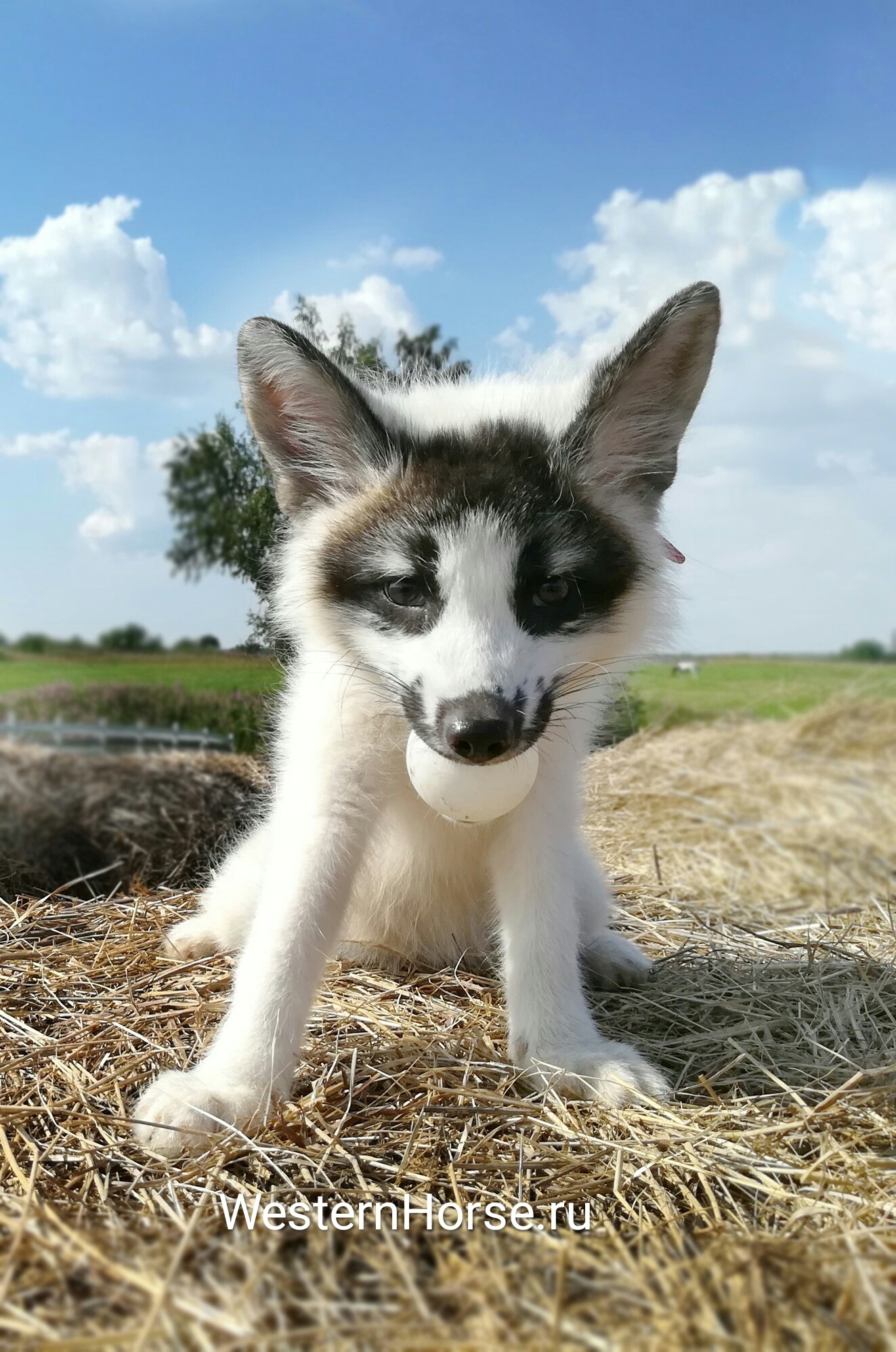 Just fox Freckles. - My, , , Fox, Equestrian Club, Longpost