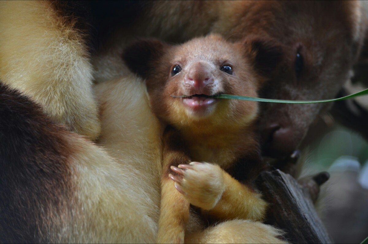 cute tree kangaroo - Kangaroo, Milota, Animals, Australia, Wild animals, Young, Mimimishno, Longpost