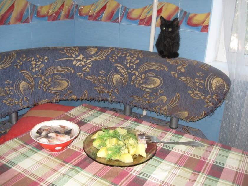 Friday kitty everyone! - My, cat, Black cat, Dinner, Potato, 