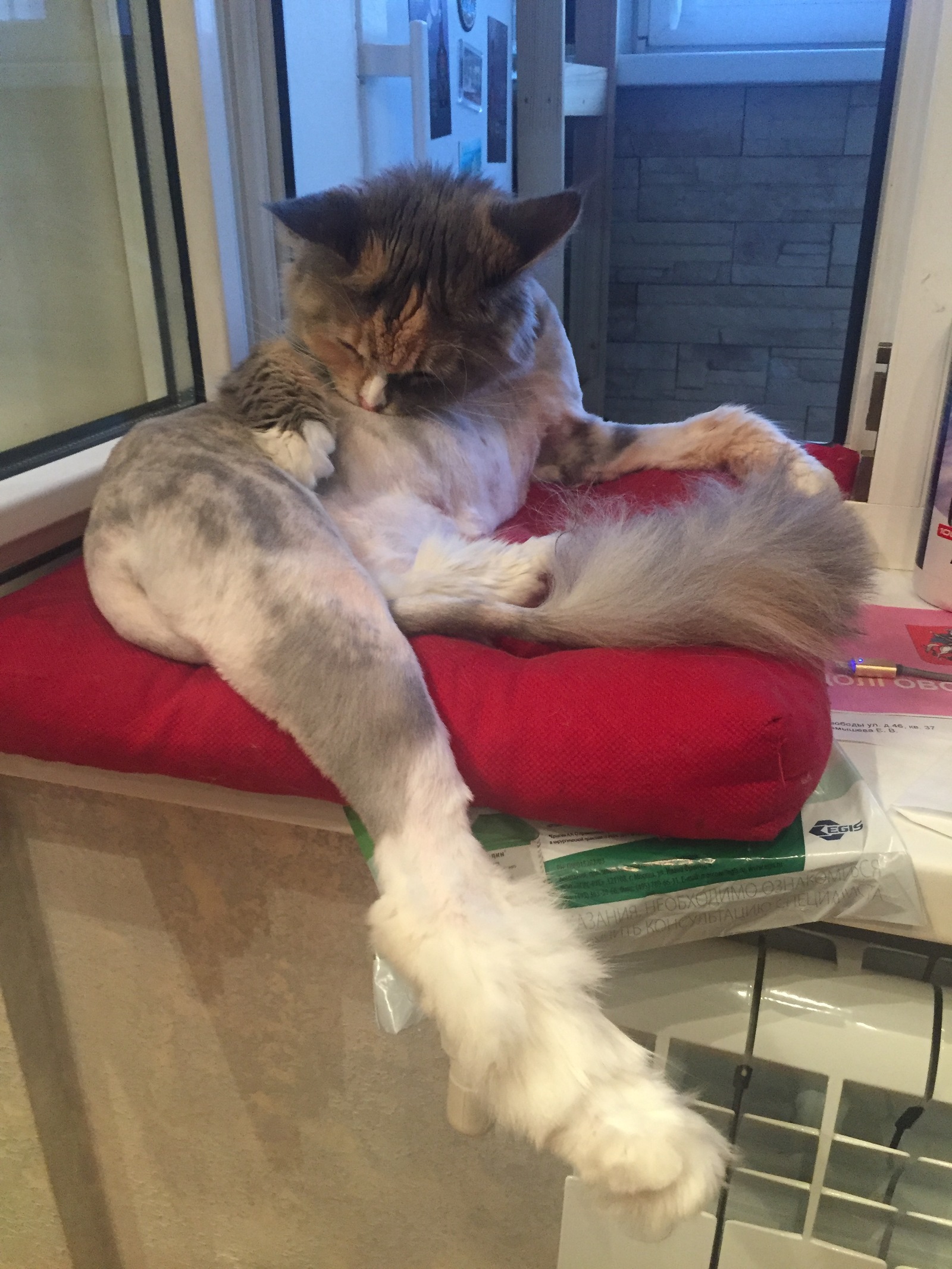 Model cut her hair - My, cat, Maine Coon