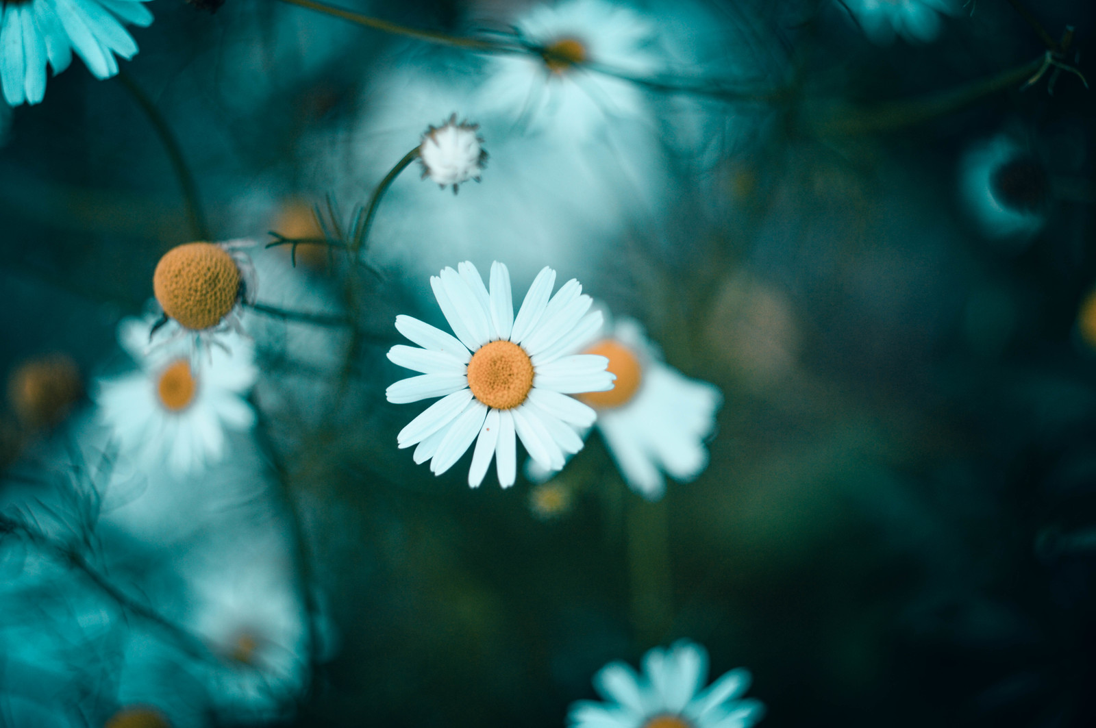 Flowers in the forest. Part 2. - My, Beginning photographer, The photo, Flowers, Nikon d3200, Longpost