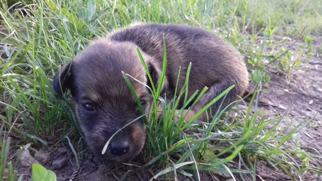 Krasnodar! I will give cute puppies in good hands - My, No rating, Urgently, Puppies, Dog, I will give, Krasnodar, Longpost