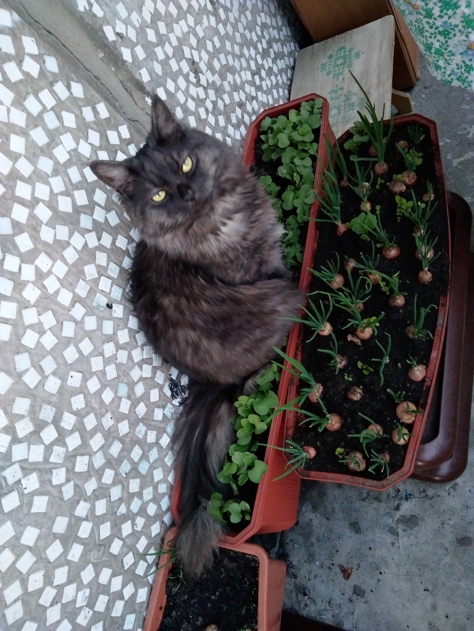 This year I planted dill and onion on the balcony and this is what I have grown: - My, Catomafia, Funny, Market gardener, Longpost, cat