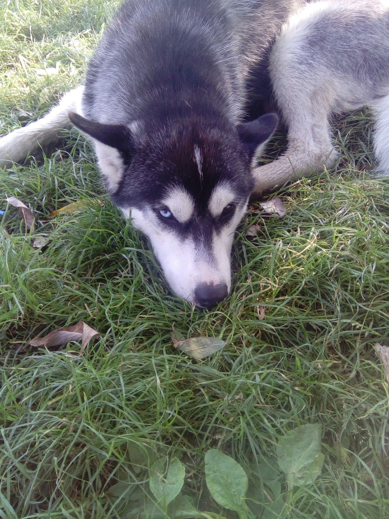 Found a husky. Dubrovitsy, Podolsk. - My, Podolsk, Klimovsk, Chekhov, Found a dog, Husky, The dog is missing, No rating, Longpost