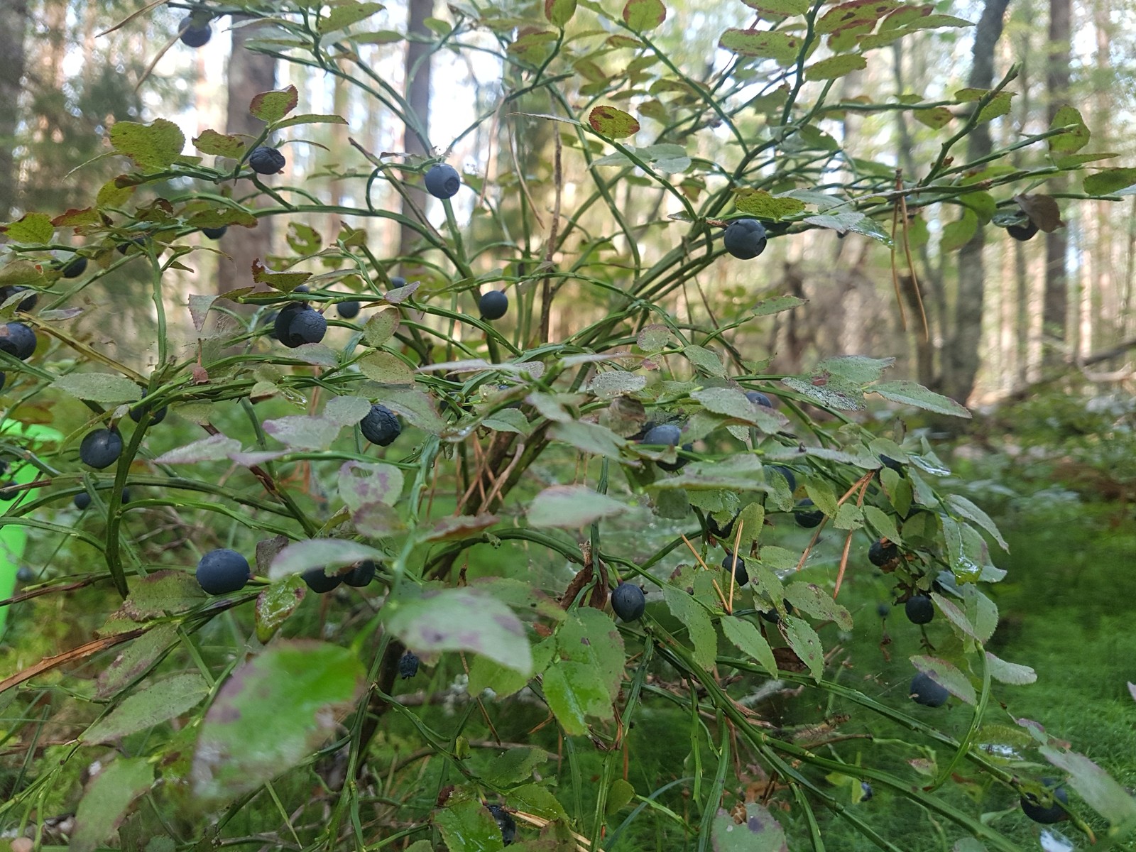 In search of mushrooms - My, Leningrad region, Mushrooms, Forest, Berries, Longpost