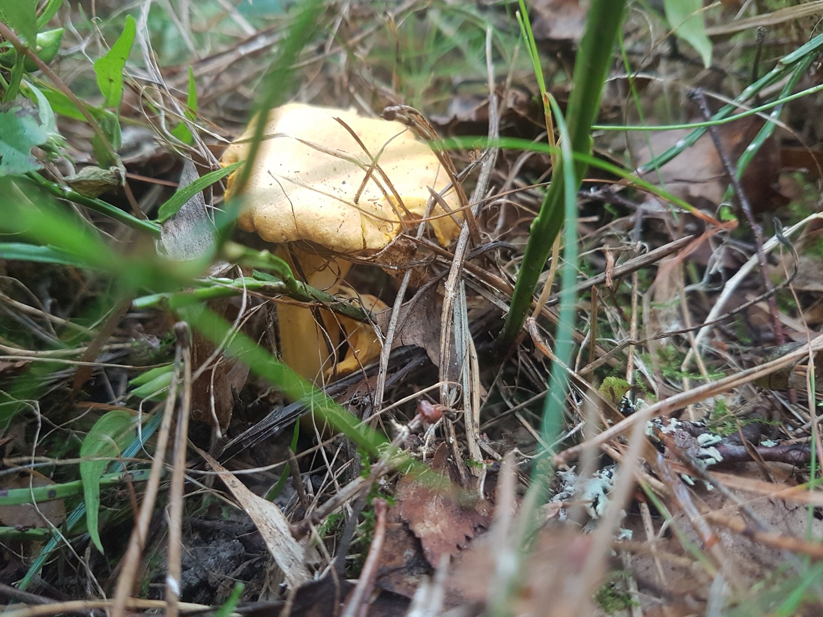 In search of mushrooms - My, Leningrad region, Mushrooms, Forest, Berries, Longpost