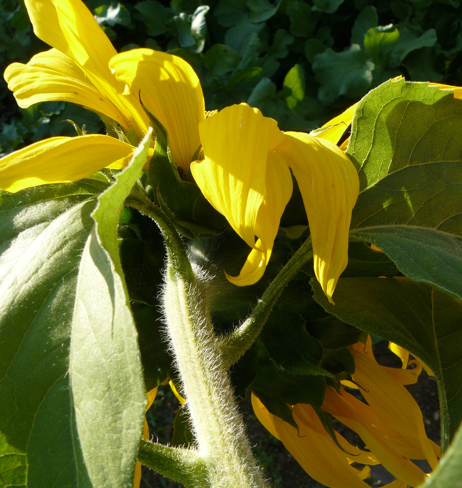 Fukushima sunflowers - My, Sunflower, Mutant, Fukushima, Radiation