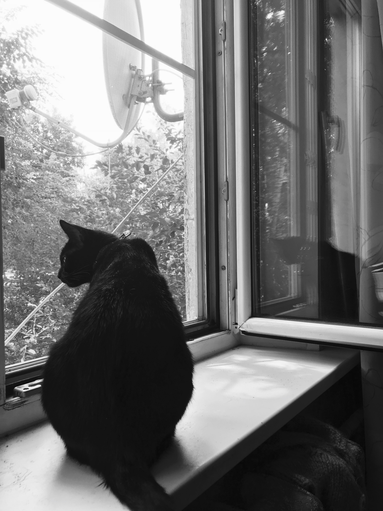 Black cat - My, cat, Beginning photographer, Black and white, Anfisa