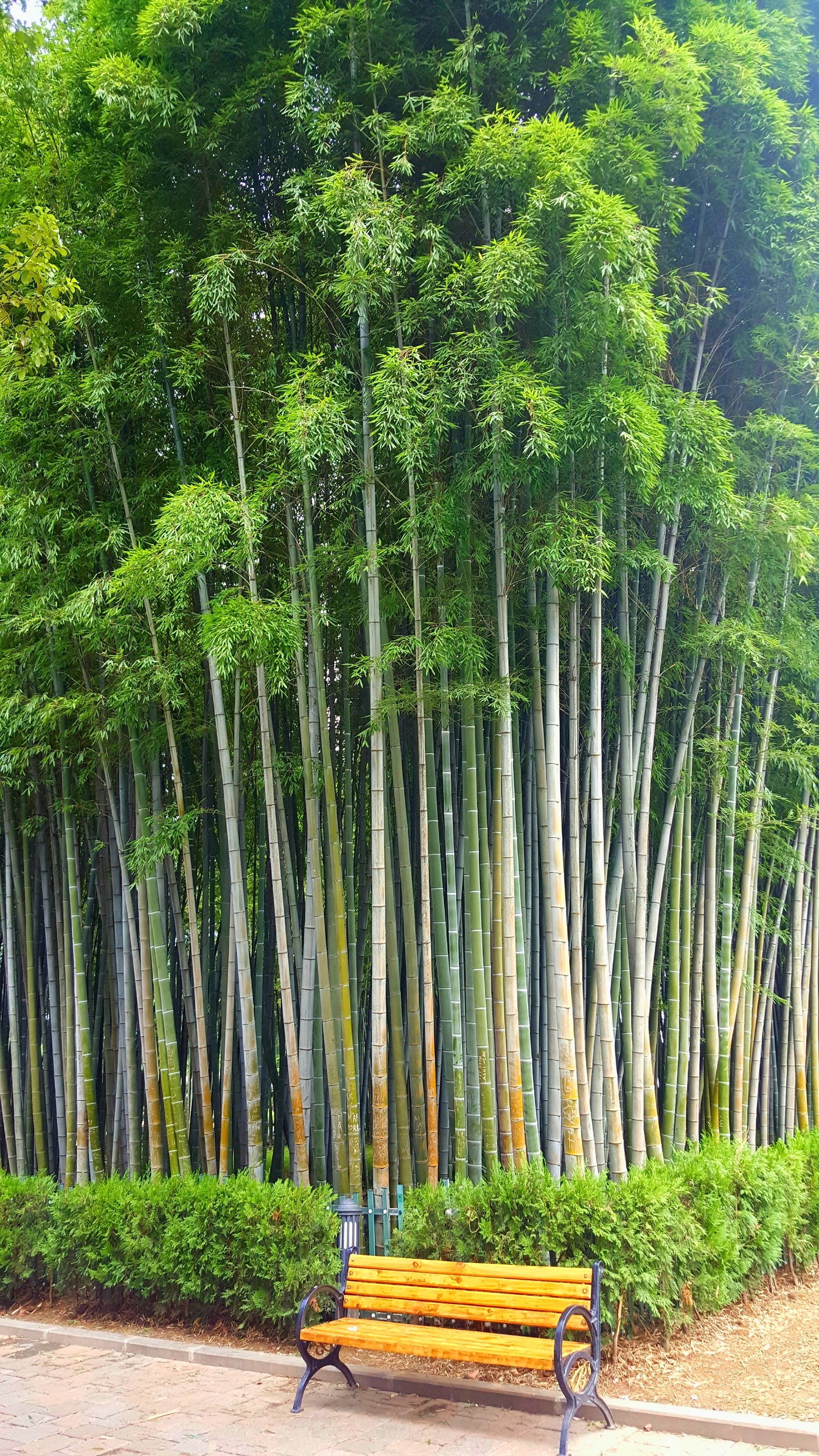 Shop in Batumi. - My, Bamboo, Georgia, The park