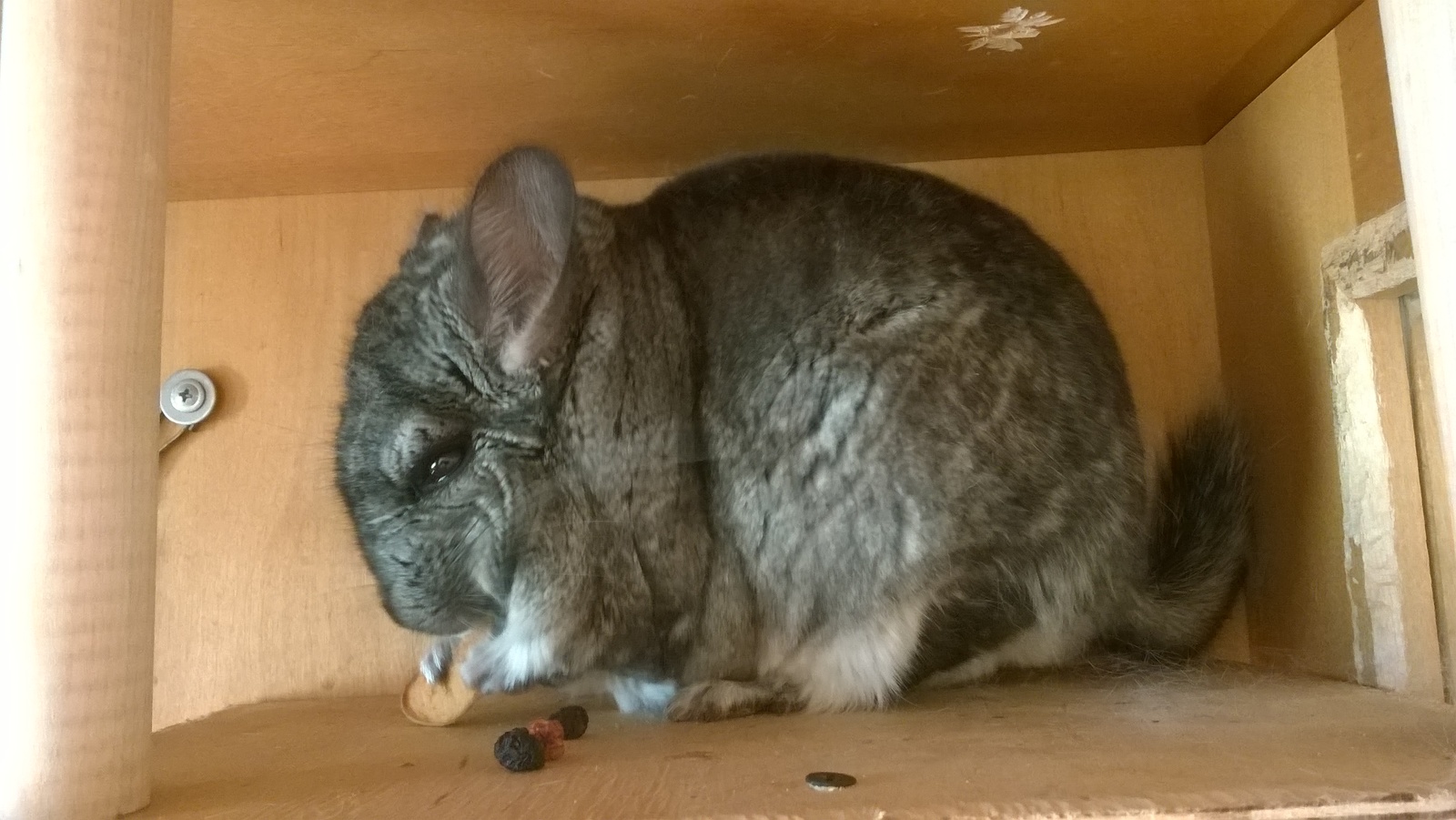 My animal. - My, Chinchilla, Longpost, Pets, Milota