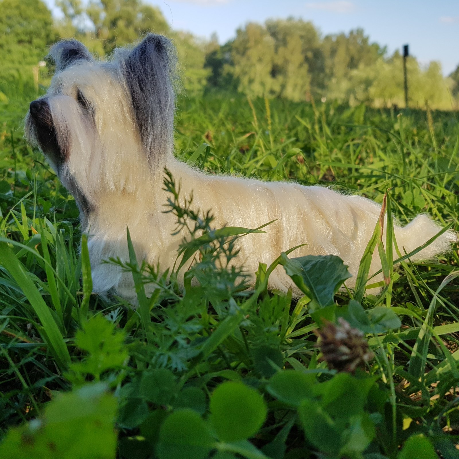 Skye Terrier. Dry felting.Author: Maria Sherstobitova. - My, Dry felting, Dog, Handmade, Longpost