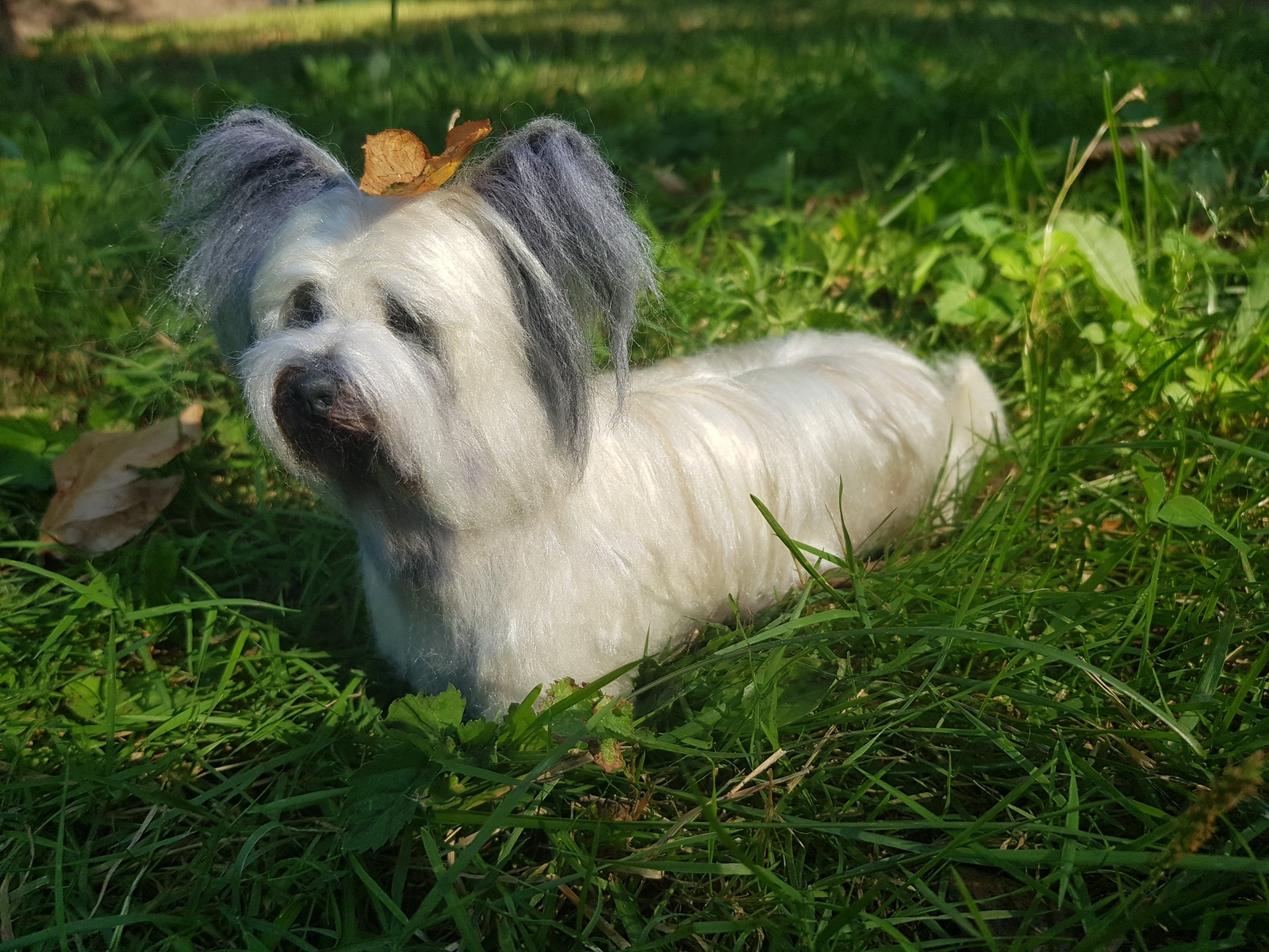 Skye Terrier. Dry felting.Author: Maria Sherstobitova. - My, Dry felting, Dog, Handmade, Longpost