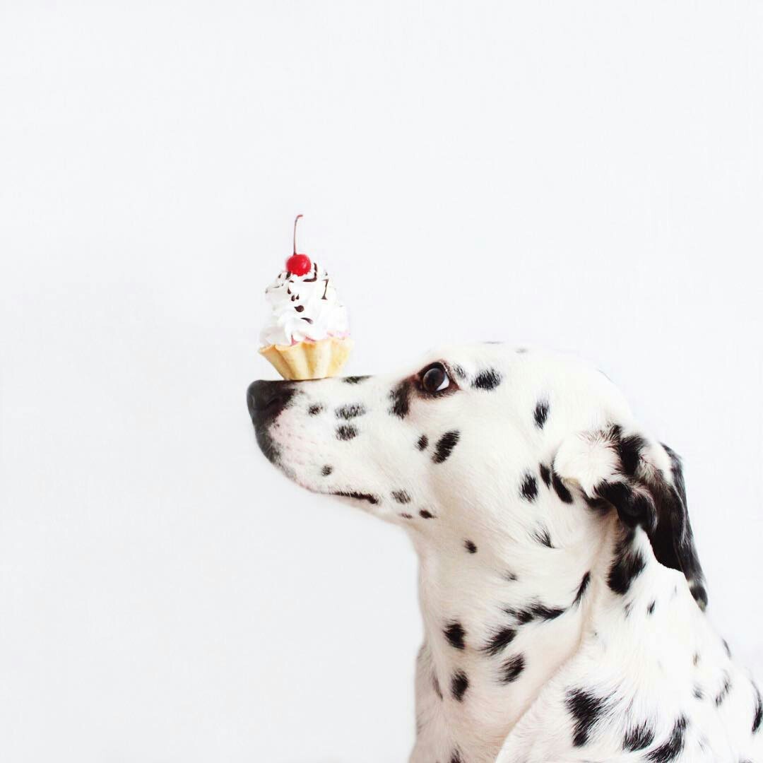 Cute photoshoot of one Dalmatian) - Dalmatian, Animals, Dog, The photo, Longpost