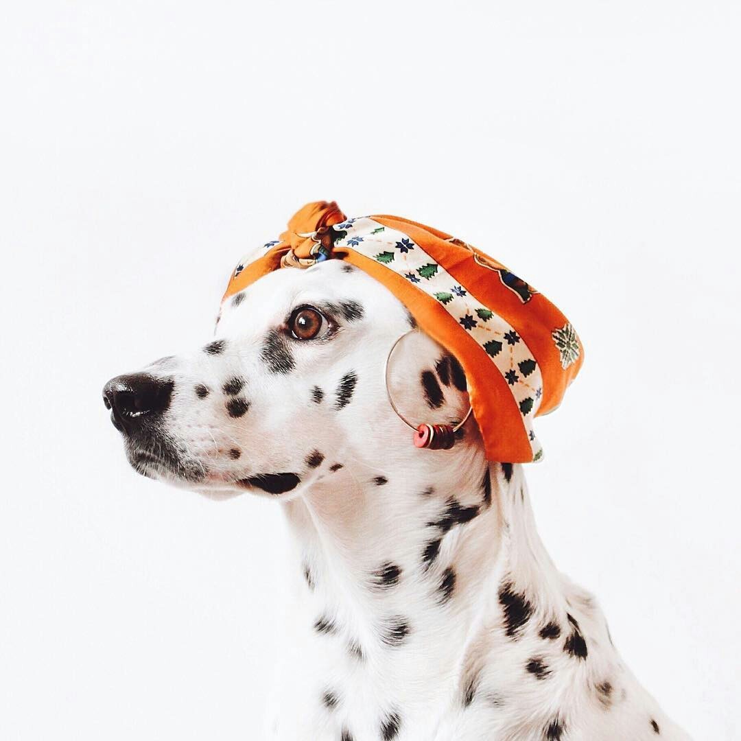 Cute photoshoot of one Dalmatian) - Dalmatian, Animals, Dog, The photo, Longpost