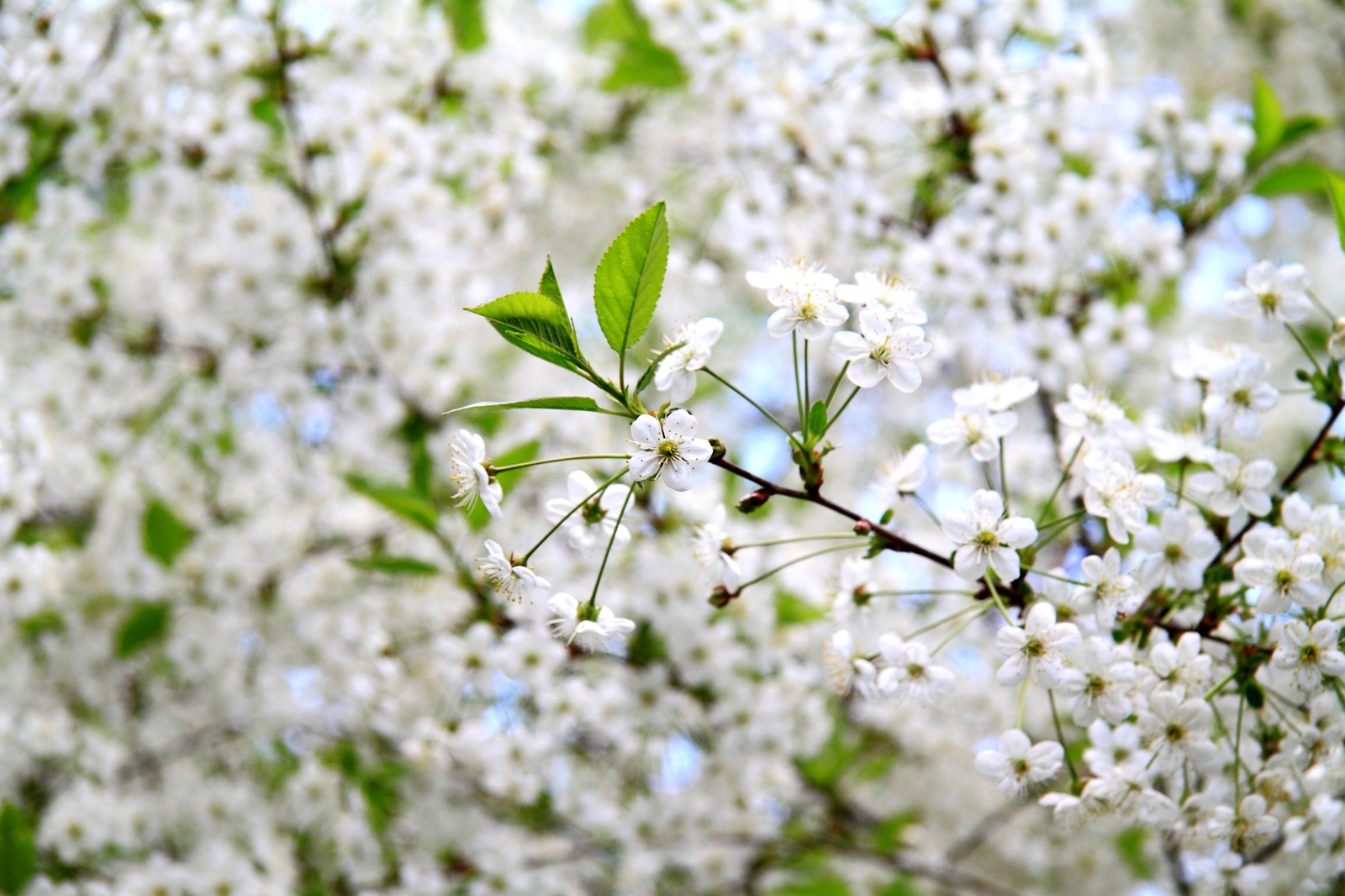 Early summer. - My, Beginning photographer, The photo, Flowers, Longpost