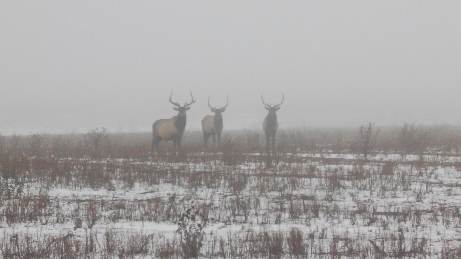 Pleistocene park - Pleistocene, Buffalo, Pleistocene park, Longpost