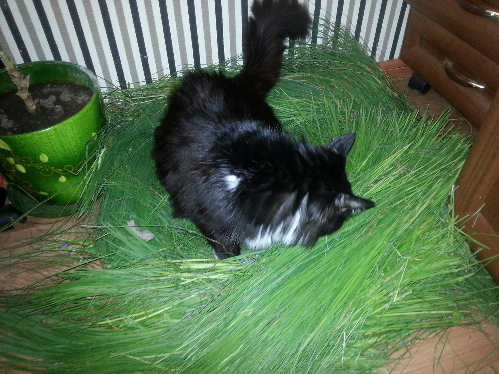 Nesting cat :) - My, Nest, cat, The photo