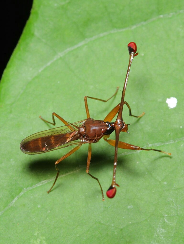 STALK EYED FLY - Zoology, Entomology, STALK EYED FLY, Longpost