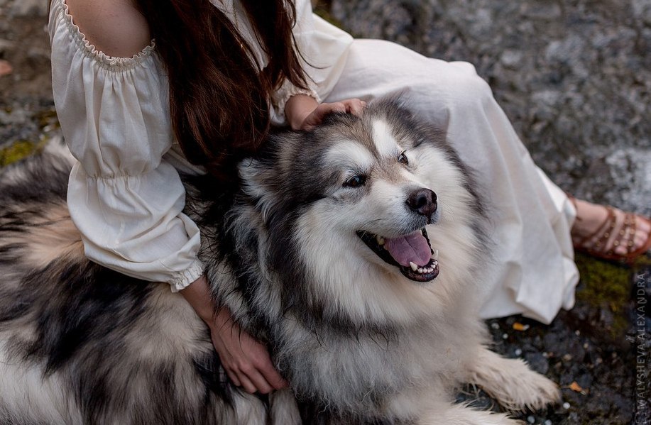 How Zolotinka flew to Cyprus. - My, Longpost, Dog, Flight, Travels, Animals, Text, The photo, Cyprus, Alaskan Malamute, Nature