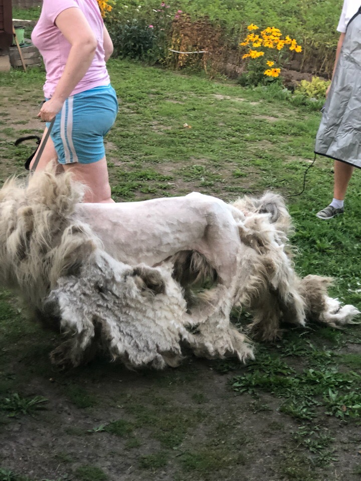 History of one haircut. - My, Grooming, South Russian Shepherd Dog, Sheepdog, Fashion, Longpost