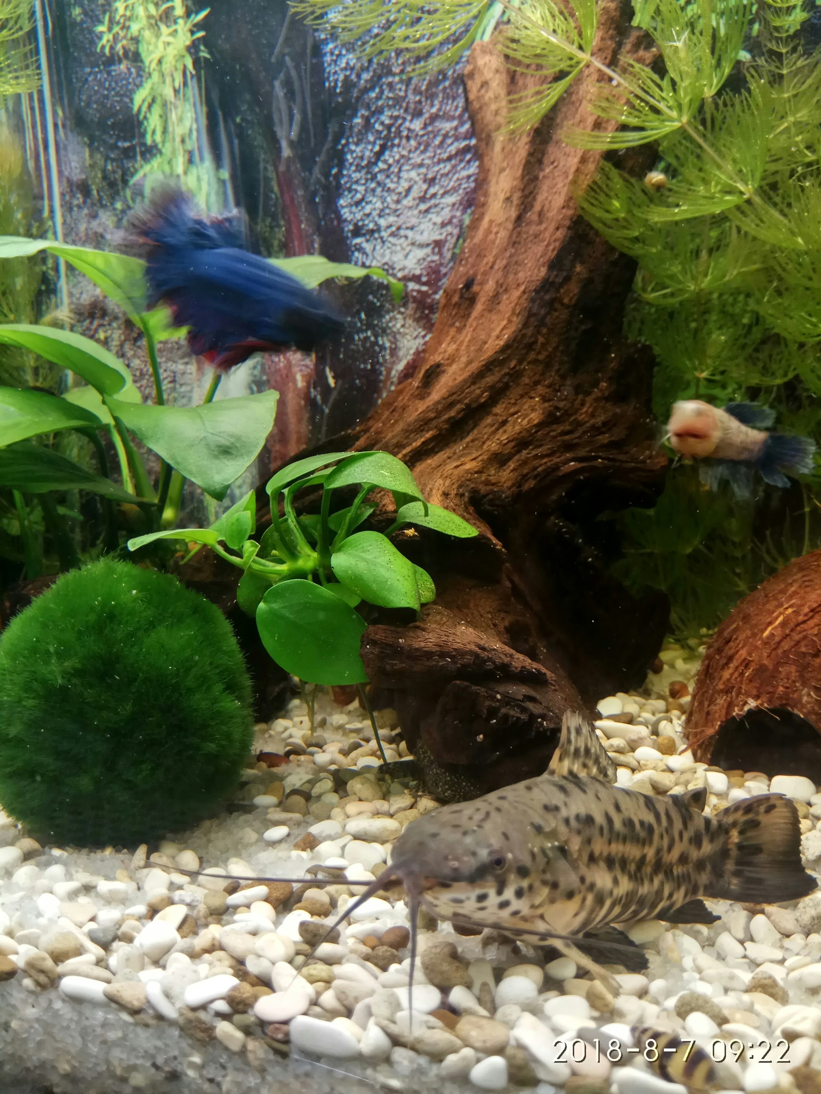 Some more photos of the inhabitants of our aquarium - My, Aquarium, Aquarium, Aquarium fish, Aquarium shrimp, Aquarium plants, Longpost