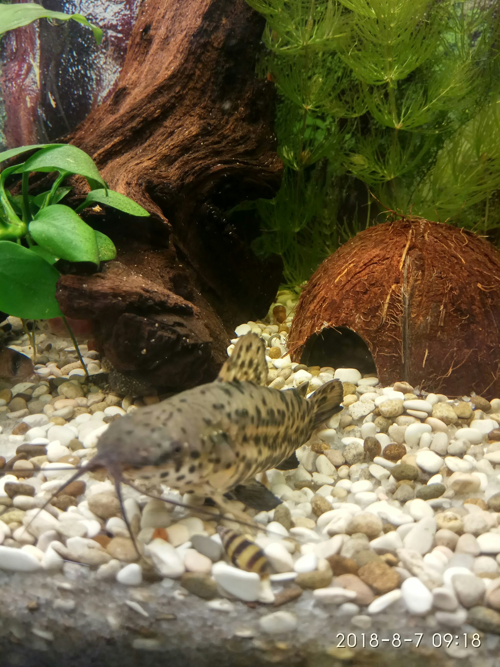 Some more photos of the inhabitants of our aquarium - My, Aquarium, Aquarium, Aquarium fish, Aquarium shrimp, Aquarium plants, Longpost