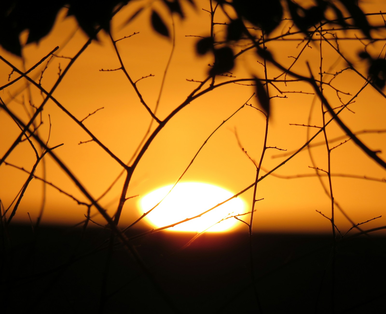 Sunset - My, The sun, Sunset, Branch, Roof, Air