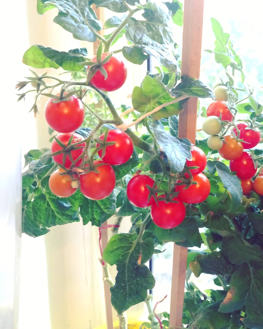 Cherrywodst Chronicles - My, Tomatoes, Gardening, Plants, Vegetable garden on the windowsill, Garden, Cherry tomatoes, Longpost