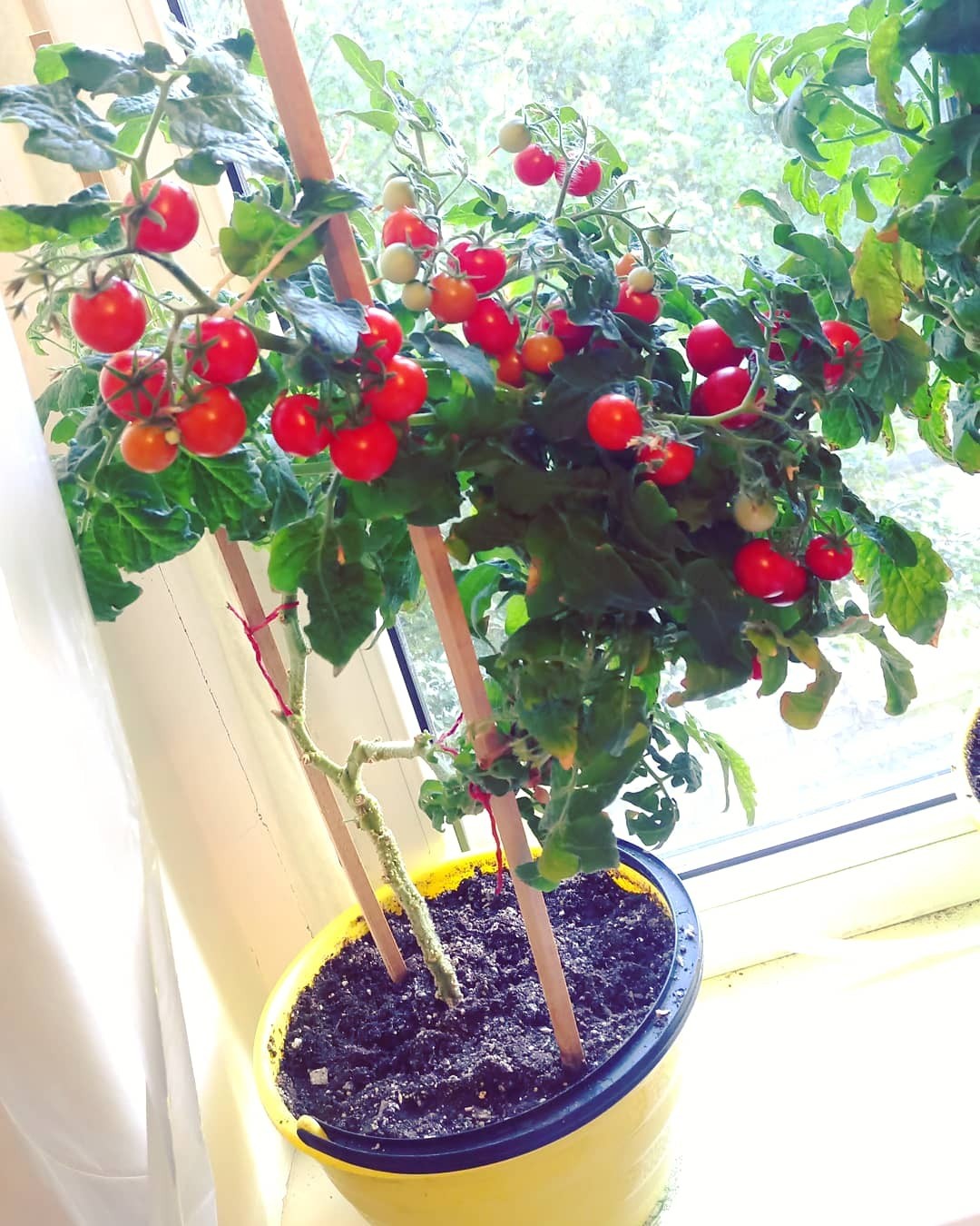 Cherrywodst Chronicles - My, Tomatoes, Gardening, Plants, Vegetable garden on the windowsill, Garden, Cherry tomatoes, Longpost